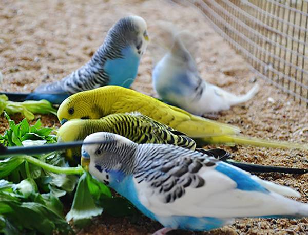 Как правильно кормить и что лучше давать волнистым попугаям?