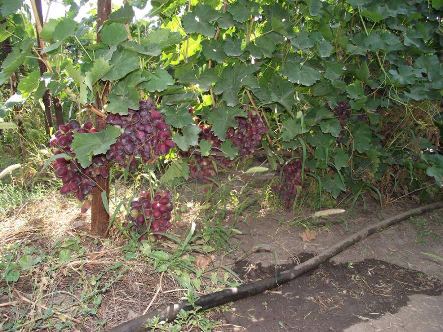 Описание сорта винограда потомок ризамата