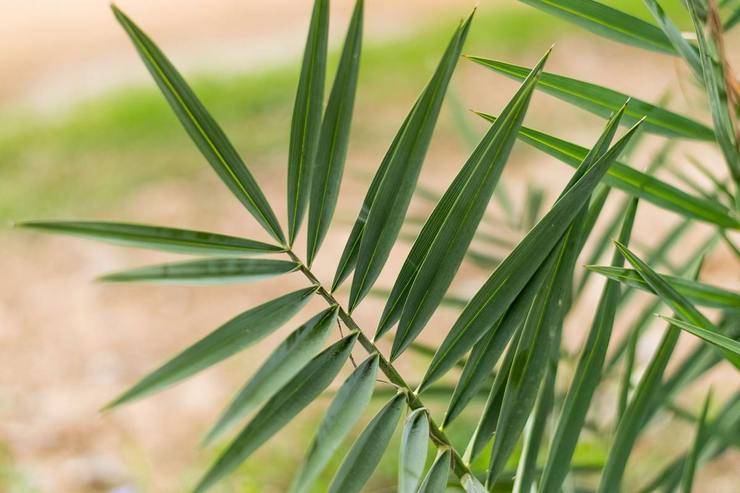 Изучаем болезни финиковой пальмы и способы борьбы с ними