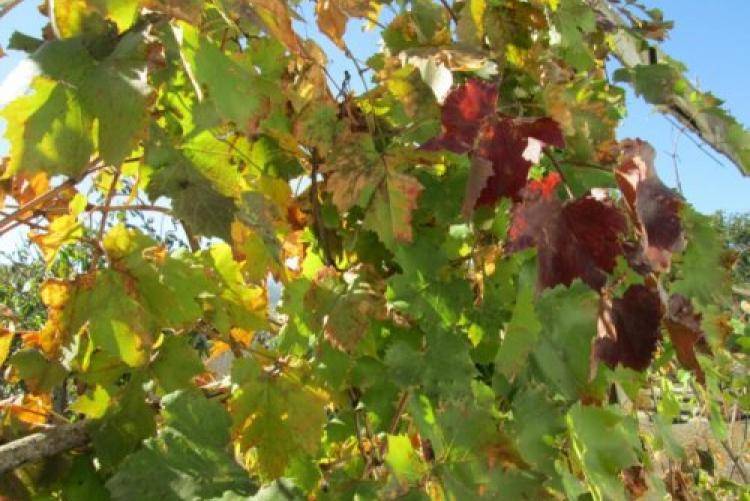 Вредители винограда – как сохранить полноценный и вкусный урожай?