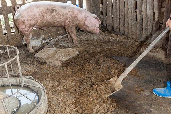 Используем на огороде свиной навоз как удобрение