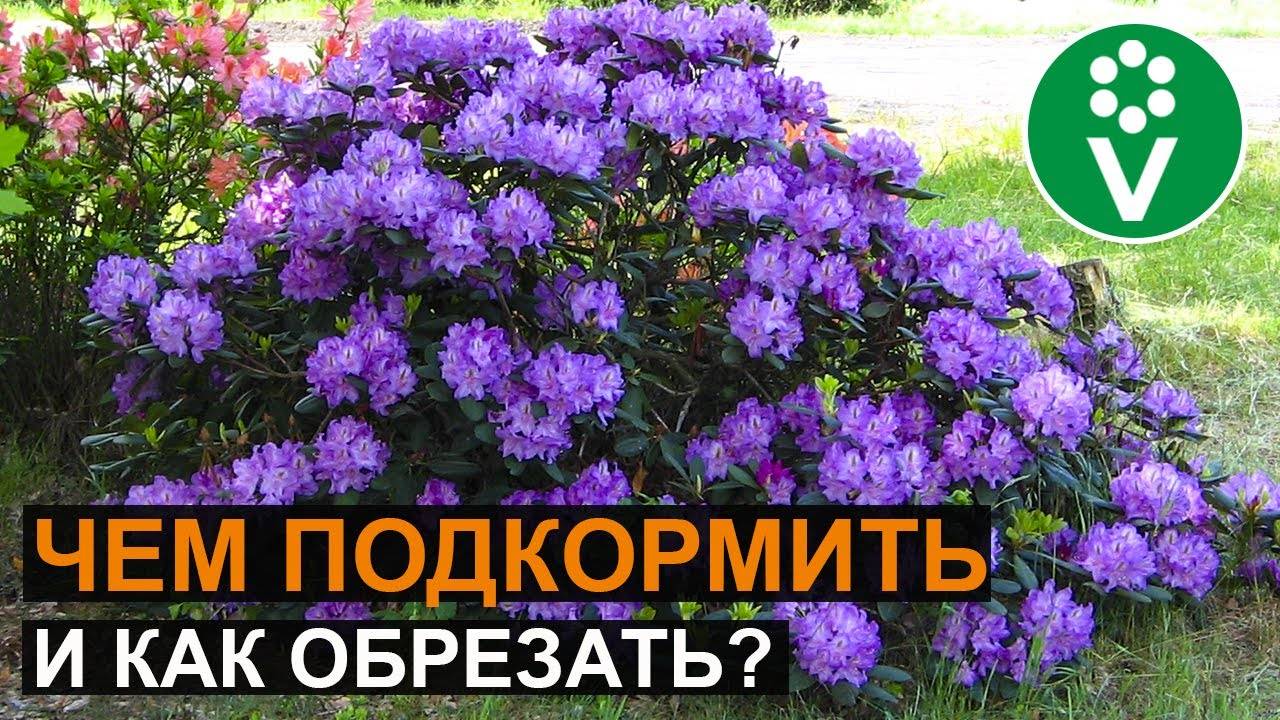 Цветок рододендрон (азалия) —  ядовитый или нет для человека и животных
