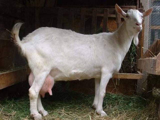 Сколько молока дает коза в сутки и как увеличить надой