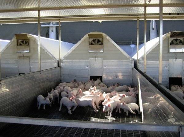 Свиноводство как бизнес: бизнес-план и рентабельность свиноводческой фермы