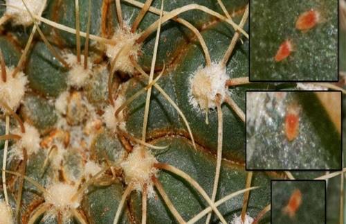 Болезни кактусов: распространенные заболевания и их методы лечения