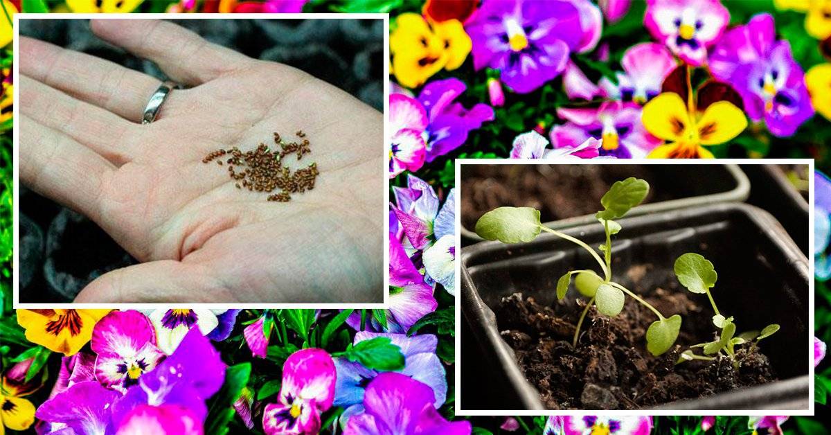 Виола: выращивание из семян, виды и сорта