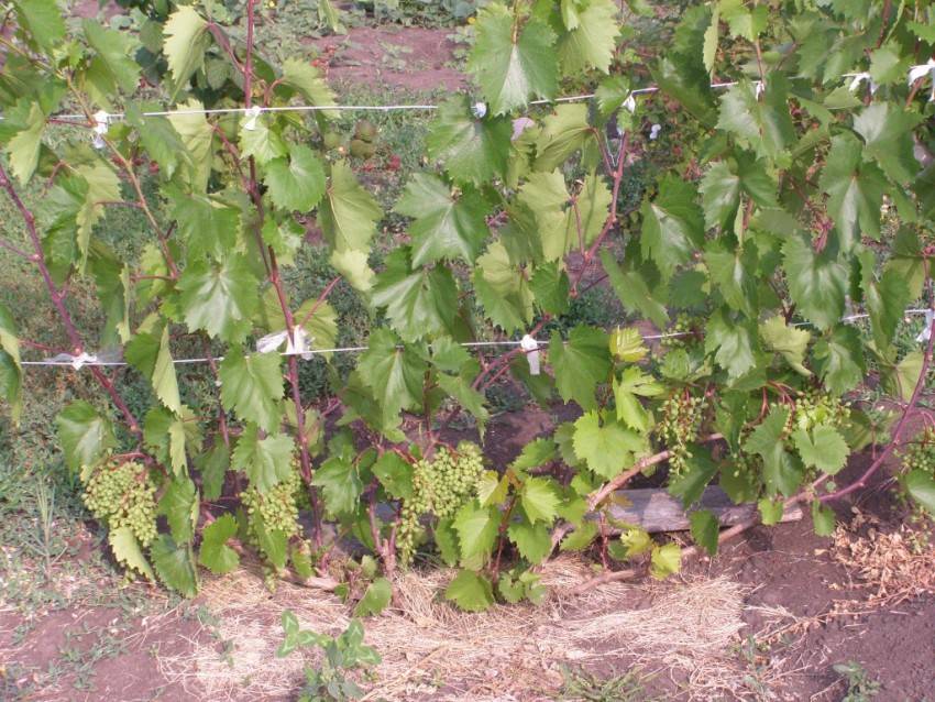 Как правильно рассчитать расстояние между кустами винограда при высадке чубуков