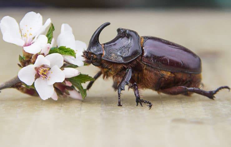 Великан среди насекомых — жук геркулес