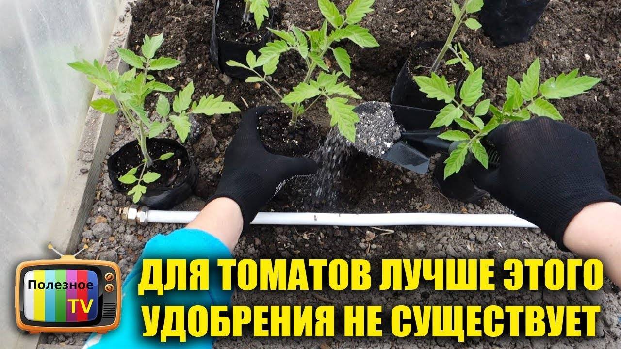Секреты хорошего урожая: подкормка рассады томатов нашатырным спиртом
