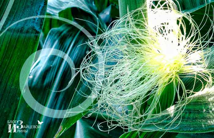 Известные лечебные свойства кукурузных рыльцев и противопоказания