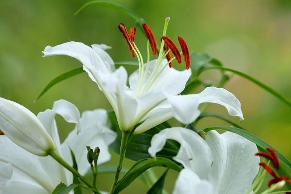 Лилии: фото садовых цветов с описанием