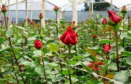 Выращивание роз в теплице на продажу