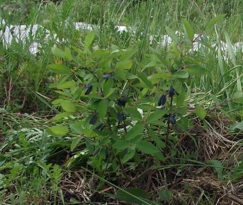 Сорт жимолости голубое веретено: описание сорта, посадка и уход