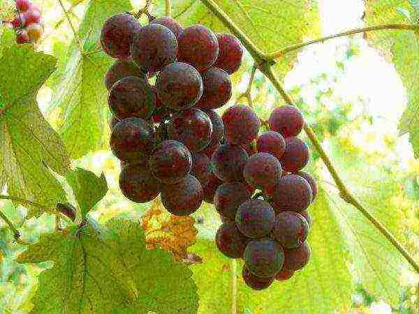 Описание и характеристики винограда сорта викинг, плюсы и минусы