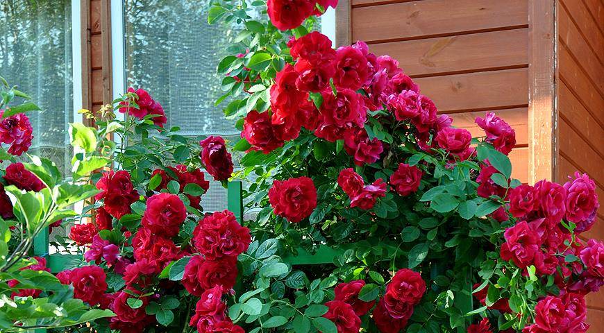 Как посадить розы правильно? посадка роз весной, летом, осенью