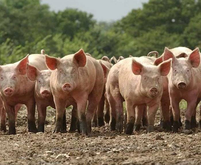 Комбикорм для свиней: выбираем и делаем правильный комбикорм своими руками
