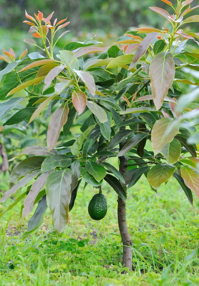 Авокадо — полезные свойства, противопоказания. как едят авокадо и что из него приготовить