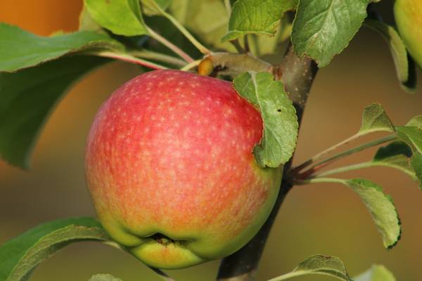 Описание яблони «медуница»: особенности сорта, фото. технология посадки и выращивание яблони «медуница», подкормки сорта