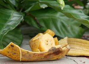Удобрение из банановой кожуры для комнатных растений — применение