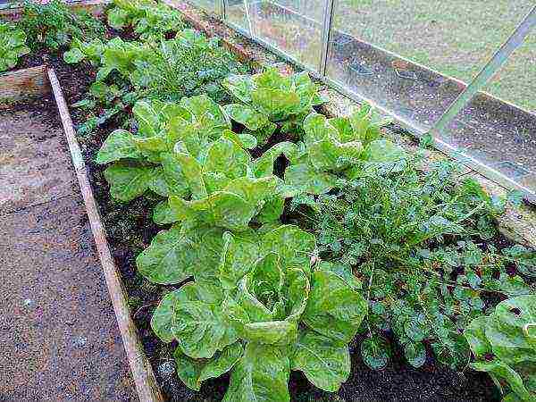 Как вырастить рассаду салата в домашних условиях