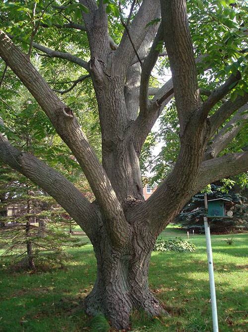 Дерево грецкий орех — советы по выращиванию, уходу и обработке. урожайность и особенности выбора места посадки