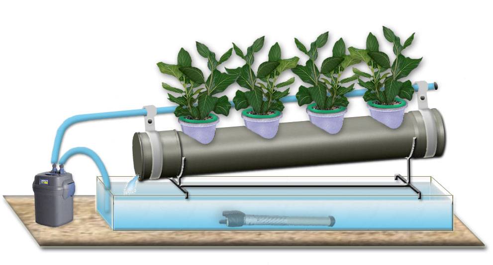 Клубника на гидропонике:технология выращивание