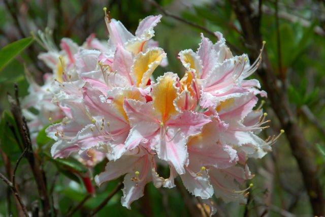 Рододендрон листопадный: сорта, посадка и уход