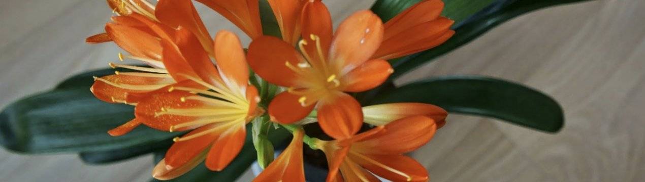 Грамотный уход за кливией — гарант роскошного цветения