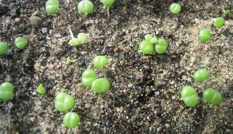 Особенности выращивания суккулента литопса из семян в домашних условиях