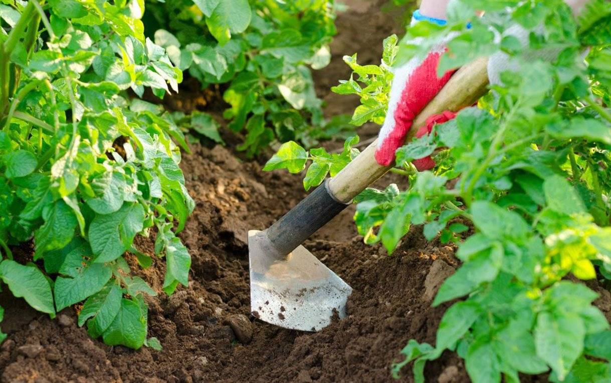 Пошаговая инструкция: как окучивать картошку различными способами. секреты богатого урожая для садоводов