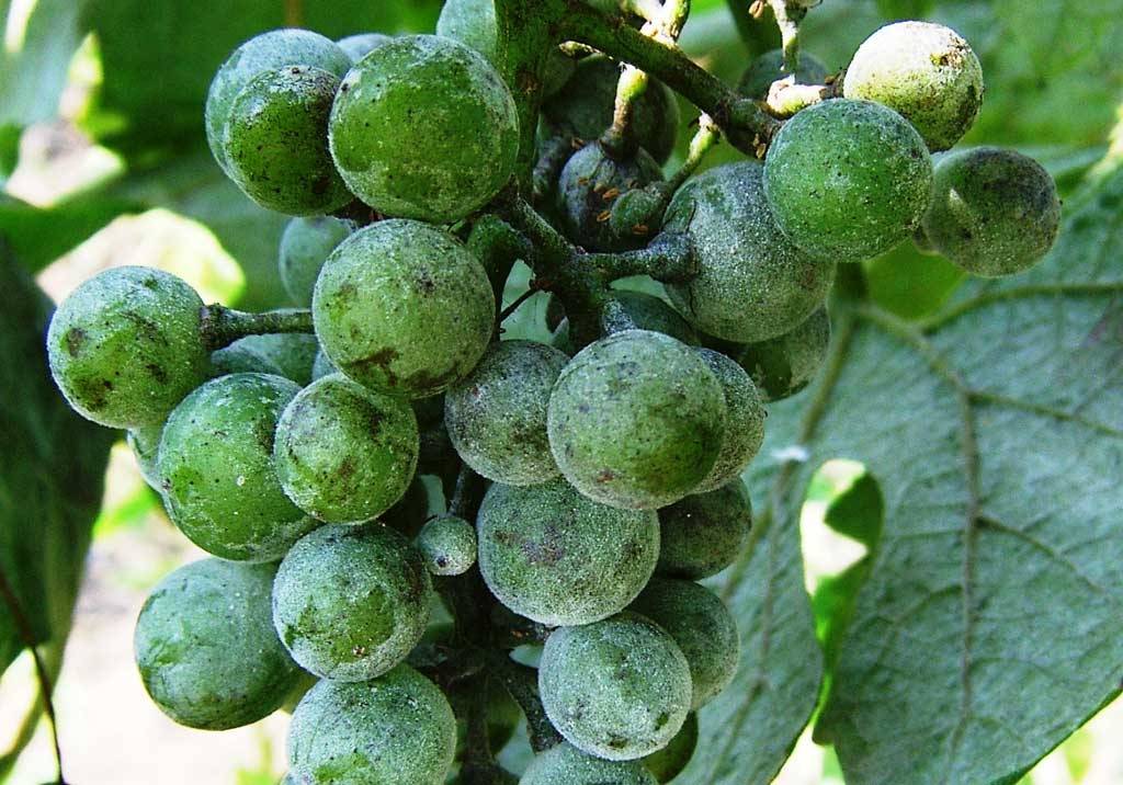 Оидиум винограда: лечение и профилактика, меры борьбы