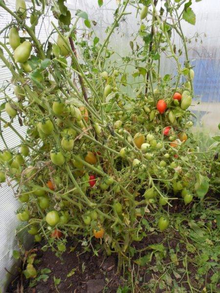 Секреты увеличения урожая томатов в 8 или 10 раз. описание метода выращивания помидоров по маслову