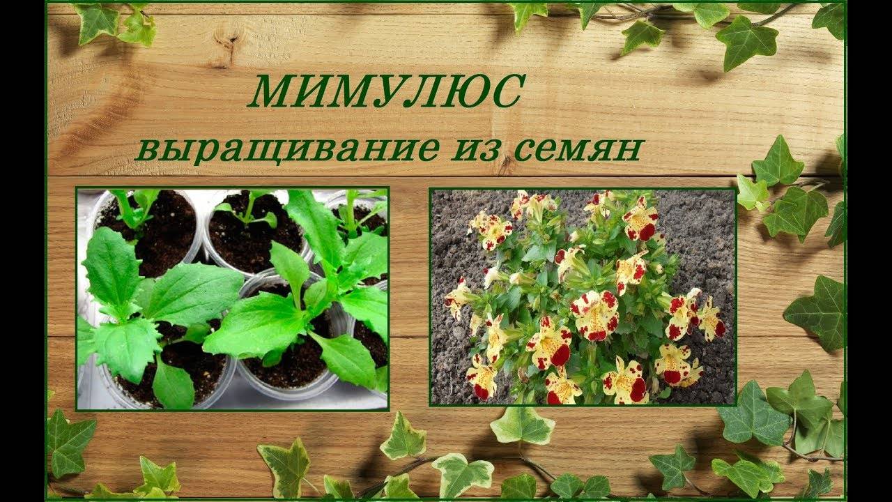 Выращивание мимулюса из семян - пересадка рассады, видео