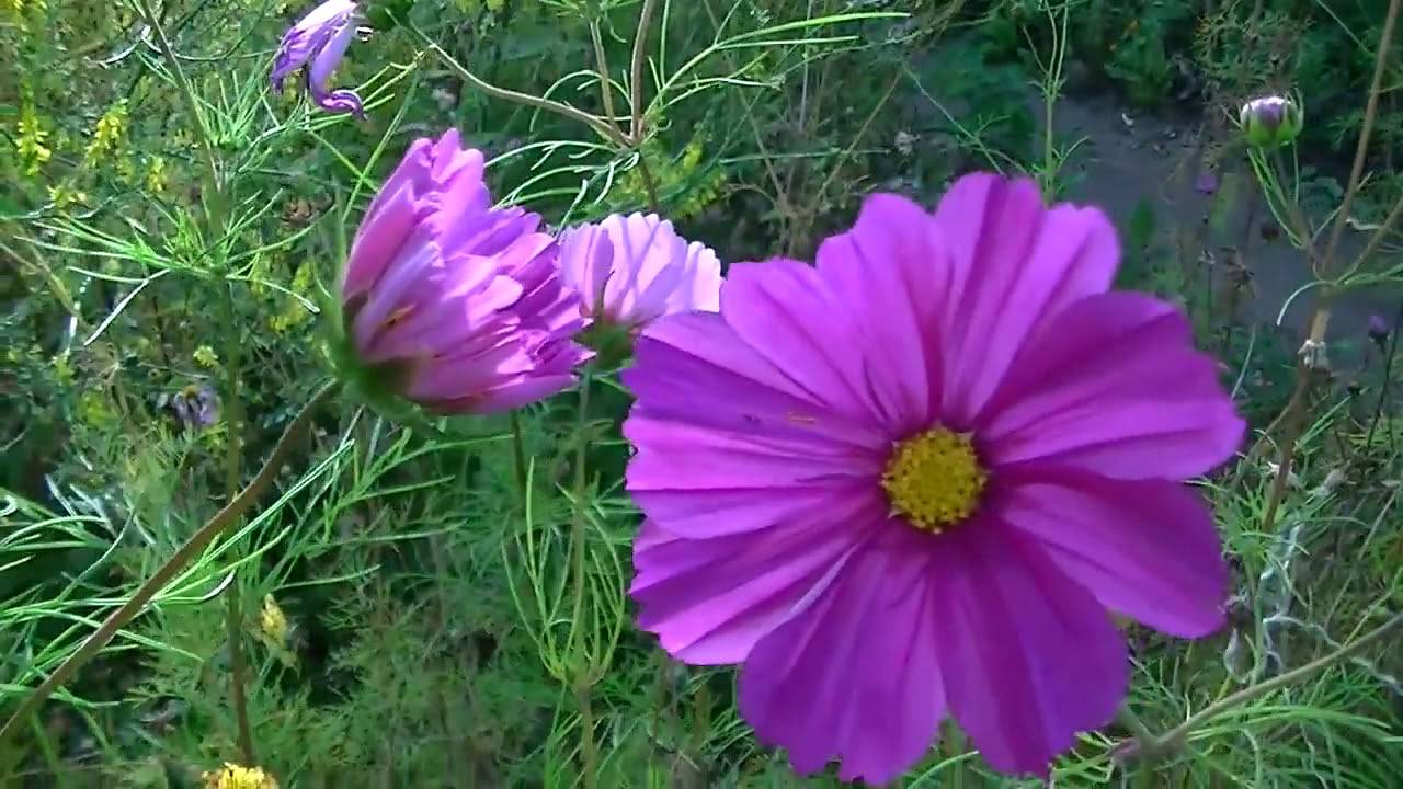 Выращивание космеи: как завести в своем саду неприхотливый цветок
