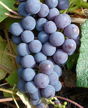 Описание сорта винограда один