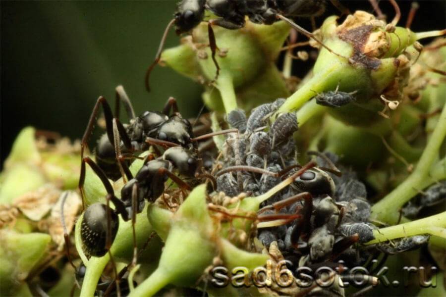 Домашние муравьи – причины появления и способы борьбы с ними: обзор +видео