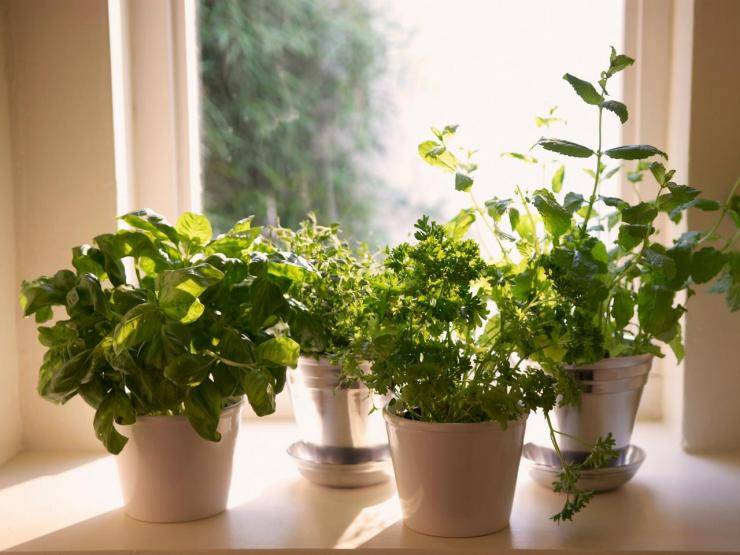 Мини-овощи в огороде и на подоконнике – стоит ли вообще их выращивать?