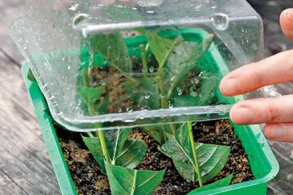 Как размножать растения бесплатно - черенкование
