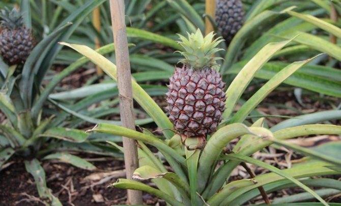 Как правильно посадить ананас, чтобы вырастить красивое растение
