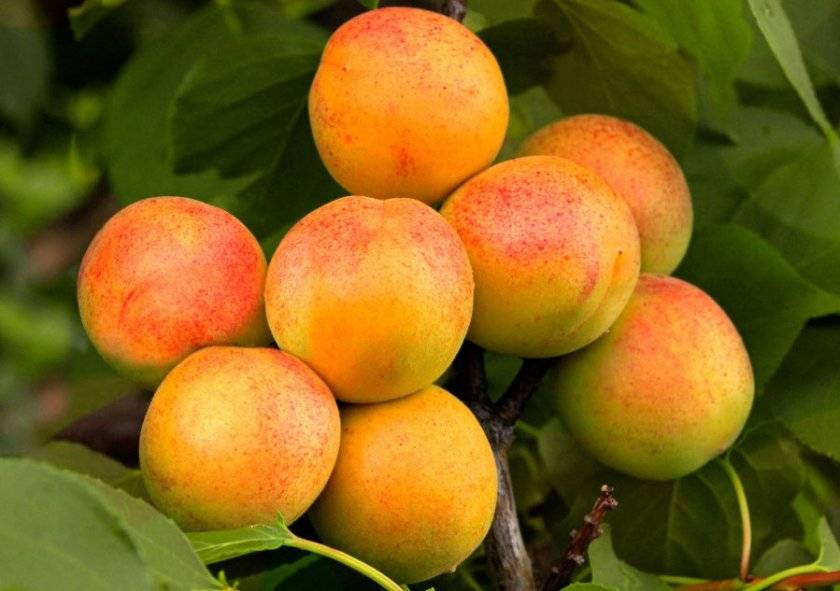 22 лучших сортов абрикоса с описанием и фото