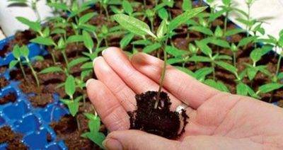 Как увеличить урожай клубники в два раза – секреты садоводов
