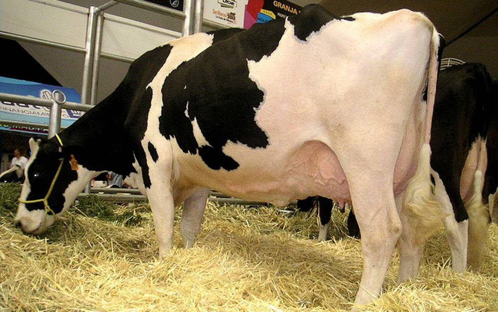 История голштинской породы коров