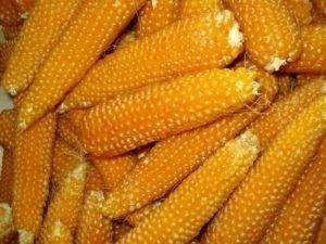 Сорта кукурузы для попкорна, отличия от других видов