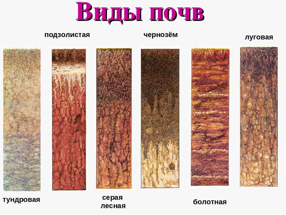 Запасы гумуса в почвах разных типов. почвенный гумус