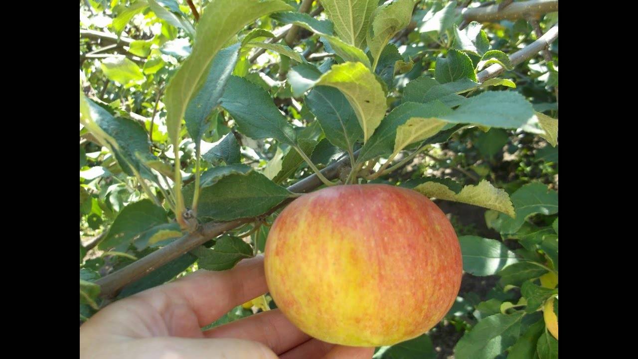 Подкормка и удобрение яблонь весной и летом