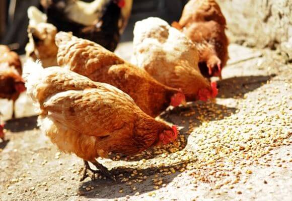 Для увеличение яйценоскости кур в зимний период нужен специальный корм