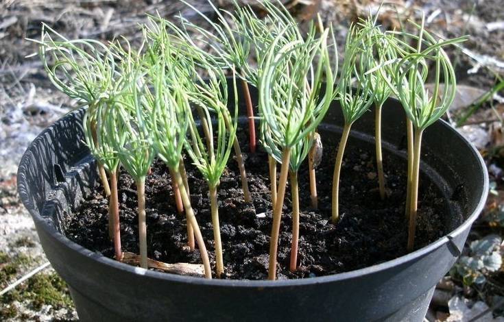 Как посадить кедр: секреты посадки и выращивания на садовом участке