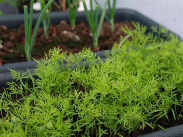 Выращивание аниса в домашних условиях — советы когда и как садить семена правильно, уход