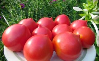 Сорта томатов устойчивых к фитофторе
