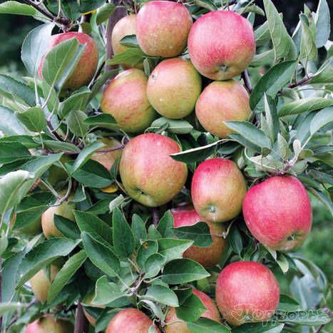 Советы профессионалов, как вырастить яблоню из веток